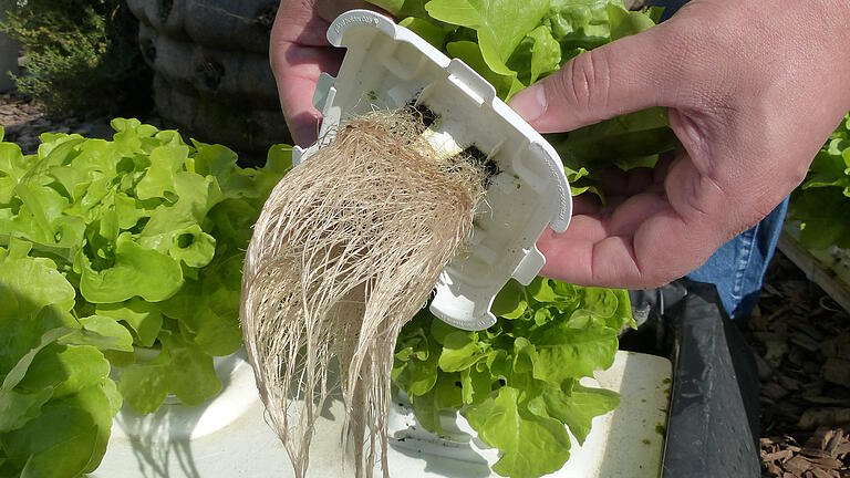 So sehen die Wurzeln der Wassersalate aus. So sehen die Wurzeln der Wassersalate aus. 