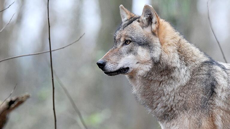 Die Jagd auf zwei problematische Wölfe in der Rhön muss eingestellt werden. Die Verwaltungsgerichte in Würzburg und Kassel haben die Abschussgenehmigungen vorläufig ausgesetzt (Symbolbild). Die Jagd auf zwei problematische Wölfe in der Rhön muss eingestellt werden. Die Verwaltungsgerichte in Würzburg und Kassel haben die Abschussgenehmigungen vorläufig ausgesetzt (Symbolbild).