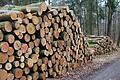 Neuerdings kritisiert der Verein Nationalpark Steigerwald den vom Forstbetrieb Ebrach der Bayerischen Staatsforsten vorgenommenen Holzeinschlag am Geiersberg südlich von Fatschenbrunn. Auch hier würde der Wald durch die Entnahme von Starkbuchen systematisch ausgelichtet, wie zuvor im sogenannten 'Hohen Buchenen Wald bei Ebrach', im Stollberger Forst bei Handthal oder bei Fabrikschleichach.&nbsp;
