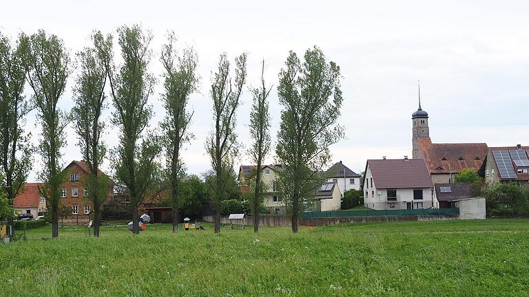 Bäume prägen das Bild eines Ortes und einer Landschaft entscheidend mit. Auch sie stiften Identität und sind 'Heimat'. Diese rund 40 Jahre alten Pappeln im Ortsteil Hundelshausen wäre der Michelauer Gemeinderat ebenfalls bereit, für den Siedlungsbau zu opfern.