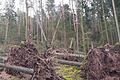 Im Wald von Willmars gab es im Februar massive Sturmschäden, die jetzt noch aufgearbeitet werden müssen.
