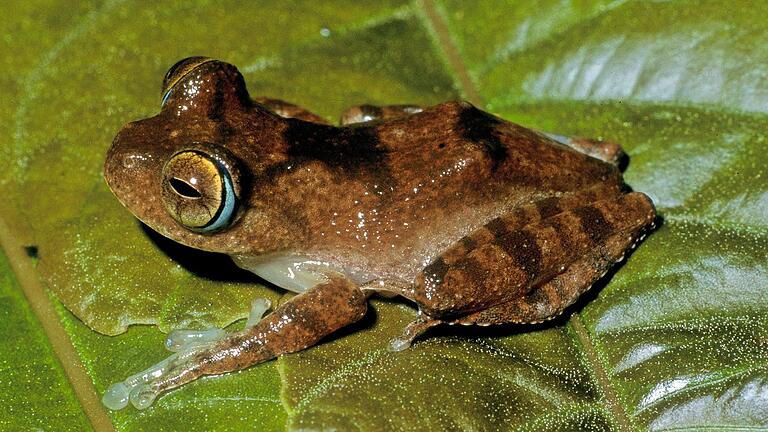 Sieben neue Froscharten in Madagaskar entdeckt       -  Fans der Science-Fiction-Serie &bdquo;Star Trek&rdquo; könnten sich bei den Frosch-Lauten an Geräusche des fiktiven Tricoders erinnert fühlen.