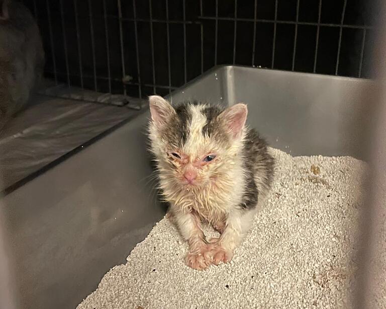 Viele der gefundenen Jungkatzen sind krank. Ihre Pflege ist zeitintensiv und nicht alle Katzenbabys erholen sich wieder.&nbsp;