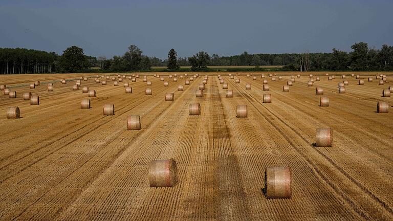 Landwirtschaft in Italien       -  Ein indischer Erntehelfer geriet in eine Maschine, die ihm den rechten Arm abtrennte und die Beine zerquetschte. Sein Arbeitgeber soll ihn nicht ins Krankenhaus gebracht haben (Symbolbild).