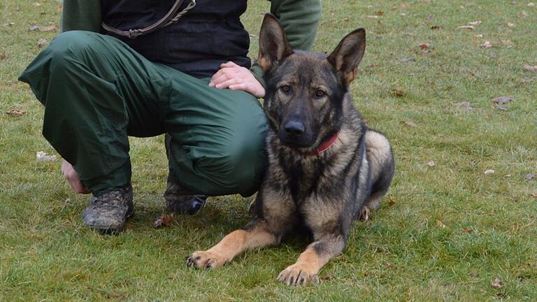 Ein feines Näschen bewies Drogenschnüffelhund 'Remus' von der Aschaffenburger Polizei: Bei der Kontrolle eines Seat auf der Autobahn bei Aschaffenburg erschnüffelte er eine Rekordmenge Amphetamin und Kokain.