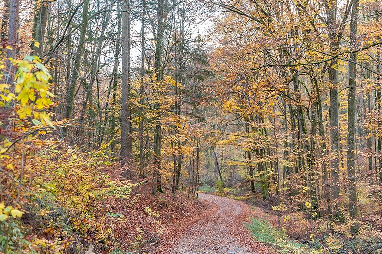 Unterwegs auf der 5,8 Kilometer langen Wandertour K2 in Karlstadt, die rund um die Ruine Karlsburg führt. Unterwegs auf der 5,8 Kilometer langen Wandertour K2 in Karlstadt, die rund um die Ruine Karlsburg führt.