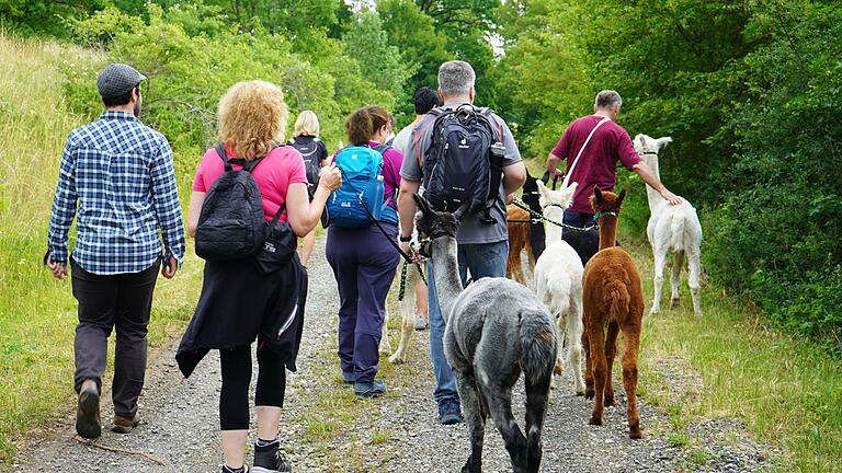 Mit den Alpakas auf einer rund vier Kilometer langen Runde durch Wald und Flur von Ginolfs. - Mit den Alpakas auf einer rund vier Kilometer langen Runde durch Wald und Flur von Ginolfs. Mit den Alpakas auf einer rund vier Kilometer langen Runde durch Wald und Flur von Ginolfs. - Mit den Alpakas auf einer rund vier Kilometer langen Runde durch Wald und Flur von Ginolfs.