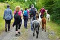 Mit den Alpakas auf einer rund vier Kilometer langen Runde durch Wald und Flur von Ginolfs.       -  Mit den Alpakas auf einer rund vier Kilometer langen Runde durch Wald und Flur von Ginolfs.