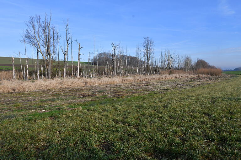 Am Seebach zwischen Euerhausen und Allersheim soll das neue Kompostwerk für den südlichen Landkreis Würzburg entstehen. Gleich daneben hat eine Biberfamilie vor Jahren den Bach aufgestaut und eine Seenlandschaft hinterlassen.
