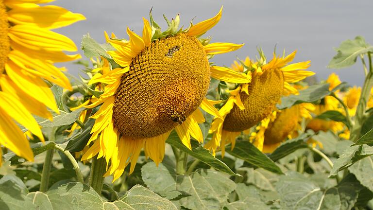 Sonnenblumen sind eine beliebte Nahrungsquelle für Bienen und Hummeln. Sonnenblumen sind eine beliebte Nahrungsquelle für Bienen und Hummeln.