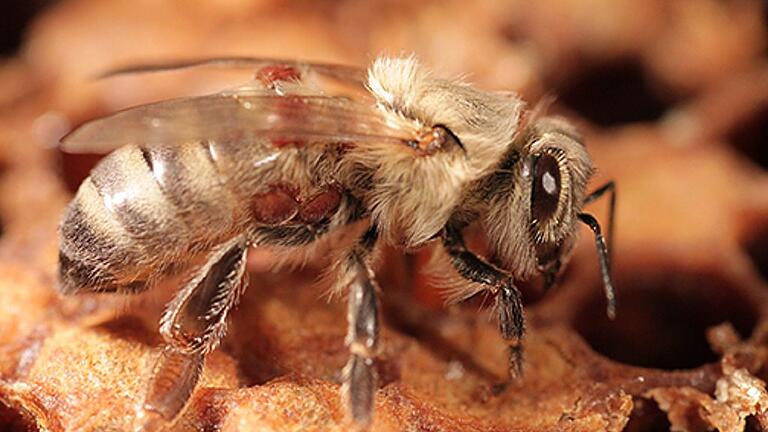 Eine von Varroa-Milben befallene Jungbiene. Eine von Varroa-Milben befallene Jungbiene.