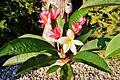 Frangipani, die in weiss und rot an einer Dolde in Thüngen blüht.