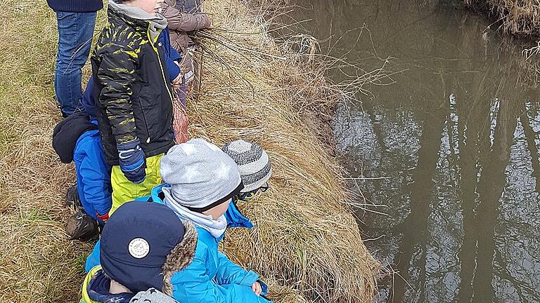 Konzentriert suchten die Kirchaicher Kindergartenkinder an der Aurach nach dem Biber.