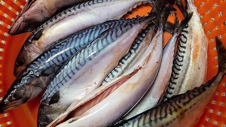 Fische von Aal bis Zander sind in der Fischhandlung Dittmar in Schweinfurt zu haben. Hier ein Korb mit Makrelen. Fische von Aal bis Zander sind in der Fischhandlung Dittmar in Schweinfurt zu haben. Hier ein Korb mit Makrelen.