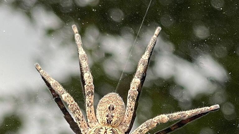 Nosferatu-Spinne       -  Die Nosferatu-Spinne beist in Ausnahmefällen. (Archivbild)