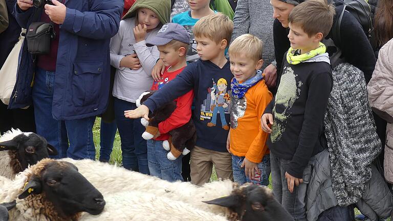 Beim Weideabtrieb können die großen und kleinen Besucher die Tiere hautnah erleben.