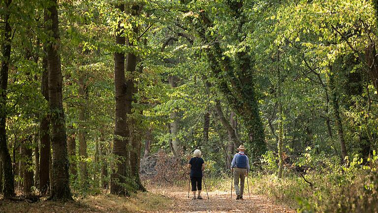 Unterwegs auf dem Kulturweg 'Über sieben Hügel kannst Du gehn' in Marktheidenfeld. Die Route führt auch durch den Wald, was an heißen Tagen recht angenehm sein kann.