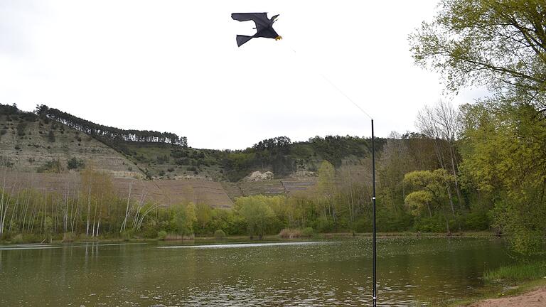 Mit Raubvogelattrappen will der Markt Triefenstein Nilgänse vom Klostersee fern halten.