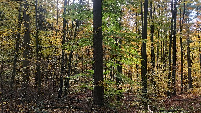 Ruhe, Entspannung und frische Luft: Die Wanderwege und Wälder der Region haben im Herbst einen ganz besonderen Charme. Ruhe, Entspannung und frische Luft: Die Wanderwege und Wälder der Region haben im Herbst einen ganz besonderen Charme.