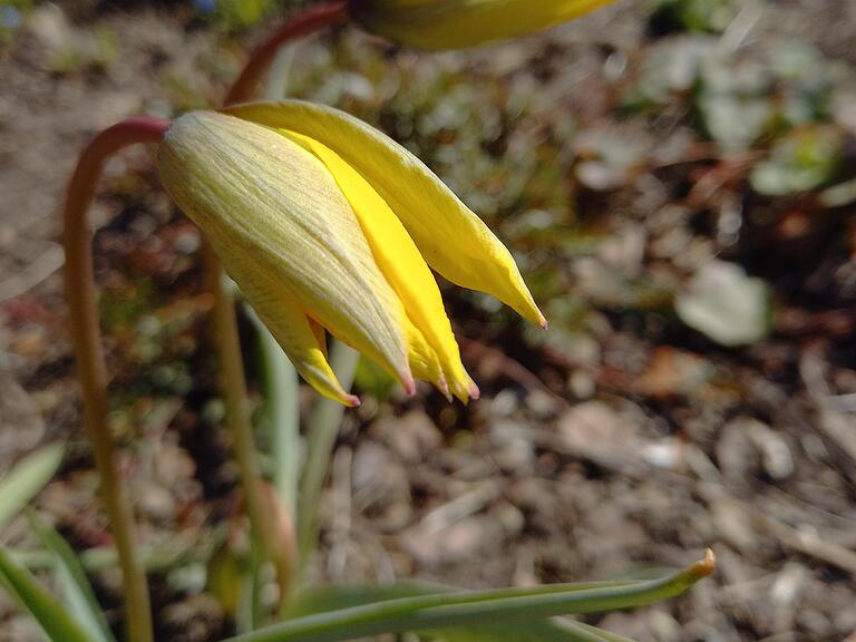 Tulipa sylvestris: Die Weinbergtulpe richtet ihre Blüte beim Öffnen auf. Tulipa sylvestris: Die Weinbergtulpe richtet ihre Blüte beim Öffnen auf.