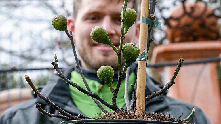 Gärtnermeister Marcus Späth zeigt einen Feigenbaum. Er ist für Terrasse und Balkon geeignet. Gärtnermeister Marcus Späth zeigt einen Feigenbaum. Er ist für Terrasse und Balkon geeignet.