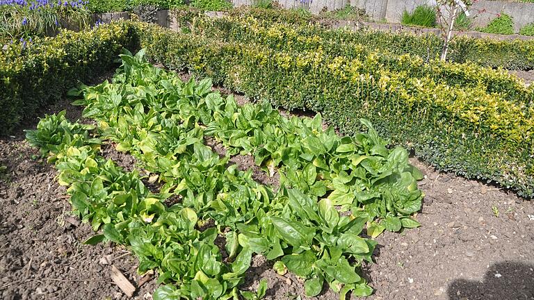 Bis Karfreitag stand prächtig geratener Spinat im Nutzgarten. Bis Karfreitag stand prächtig geratener Spinat im Nutzgarten.