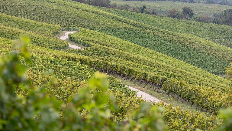 Hier oben findet man neben den bekannten Weißweinen wie Müller-Thurgau, Burgunder, Silvaner, Riesling, Bacchus auch die bekannten Rotweinsorten wie Domina, Dornfelder und den Blauburgunder.&nbsp;