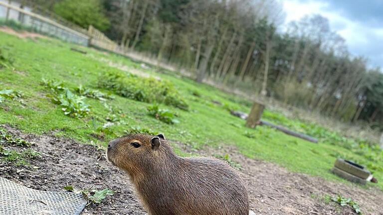 Entlaufenes Capybara namens Cinnamon       -  Der Zoo bittet in sozialen Medien um Hilfe bei der Suche.