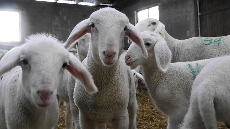 Lämmer sind ebenso flauschig wie neugierig. Lämmer sind ebenso flauschig wie neugierig.