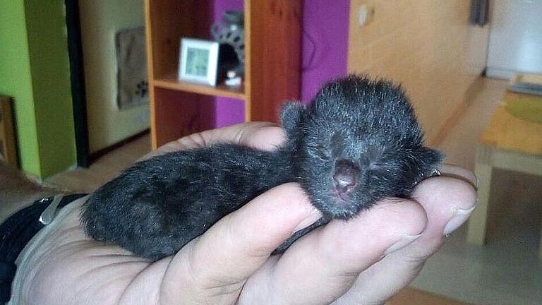 Kätzchen Hardy verbrachte seine ersten Tage in einem großen Wurf auf einem Bauernhof. Die Katzenmutter war nicht fähig, sich um den Wurf zu kümmern. Ehepaar Stahn nahm zwei aus dem Wurf auf. Für Hardy kam die Hilfe zu spät. Foto: Alfons Stahn - Kätzchen Hardy verbrachte seine ersten Tage in einem großen Wurf auf einem Bauernhof. Die Katzenmutter war nicht fähig, sich um den Wurf zu kümmern. Ehepaar Stahn nahm zwei aus dem Wurf auf. Für Hardy kam die Hilfe zu spät. Foto: Alfons Stahn Kätzchen Hardy verbrachte seine ersten Tage in einem großen Wurf auf einem Bauernhof. Die Katzenmutter war nicht fähig, sich um den Wurf zu kümmern. Ehepaar Stahn nahm zwei aus dem Wurf auf. Für Hardy kam die Hilfe zu spät. Foto: Alfons Stahn - Kätzchen Hardy verbrachte seine ersten Tage in einem großen Wurf auf einem Bauernhof. Die Katzenmutter war nicht fähig, sich um den Wurf zu kümmern. Ehepaar Stahn nahm zwei aus dem Wurf auf. Für Hardy kam die Hilfe zu spät. Foto: Alfons Stahn