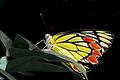 Schmetterling       -  Ihre prächtigen Farben machen Schmetterlinge sehr beliebt.