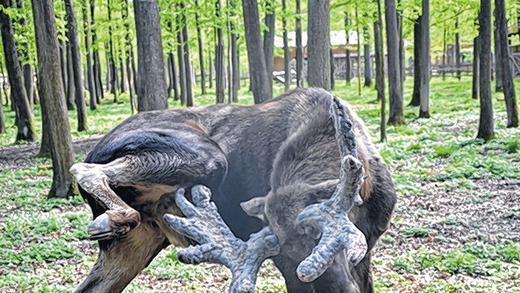 Seit Jahren chronisch krank: Elch Lasse im Wildpark litt seit 2011 an einer Hormonstörung. Zuletzt wollte er nicht mehr fressen. Seit Jahren chronisch krank: Elch Lasse im Wildpark litt seit 2011 an einer Hormonstörung. Zuletzt wollte er nicht mehr fressen.