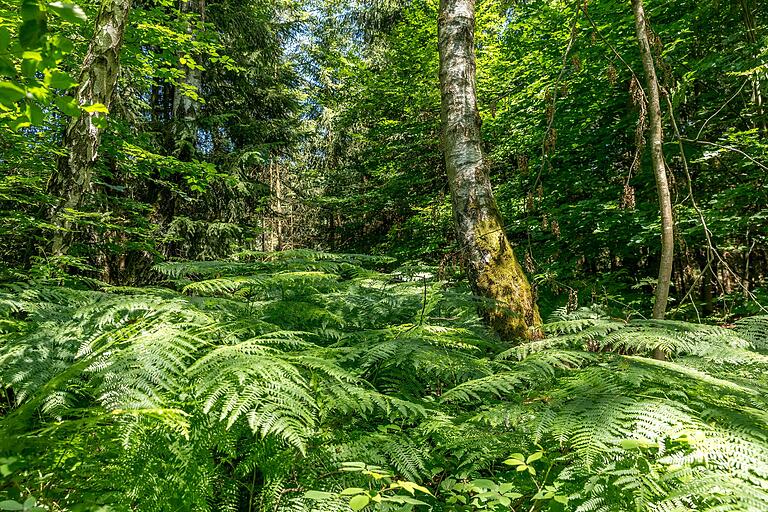 Unterwegs auf dem Räuberwanderweg in Mespelbrunn:&nbsp; Ohne Lärm und Hektik kann man im Wald einfach mal wieder zur Ruhe kommen.