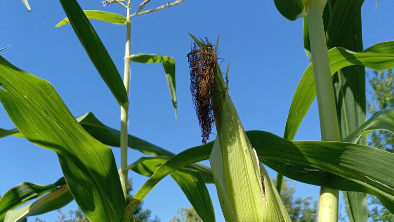 Kurz vor der Ernte im August ist der Bart abgetrocknet. Kurz vor der Ernte im August ist der Bart abgetrocknet.