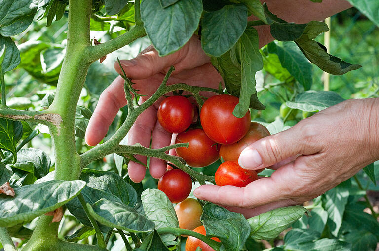Gemüsesorten wie Tomaten bevorzugen saure Böden. Gemüsesorten wie Tomaten bevorzugen saure Böden.