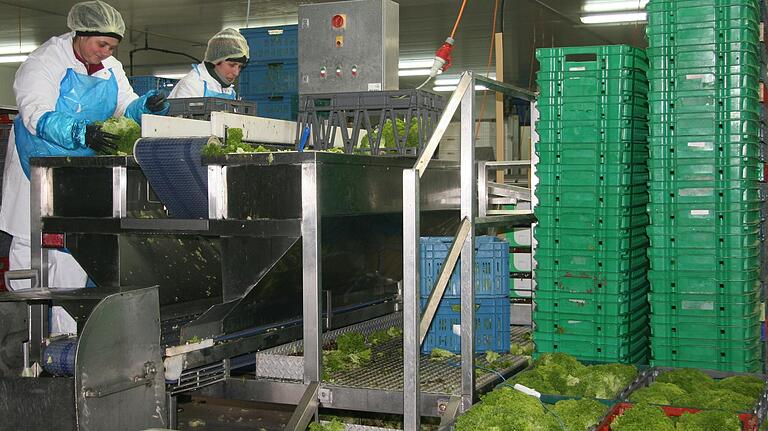 Diese beiden Mitarbeiterinnen kümmern sich um den Lollo-Rosso-Salat an der Verarbeitungsmaschine.