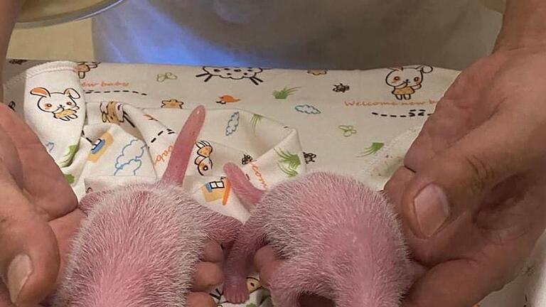 Panda-Nachwuchs in Hongkong geboren       -  Die Zeit kurz nach der Geburt ist besonders kritisch bei Panda-Babys.