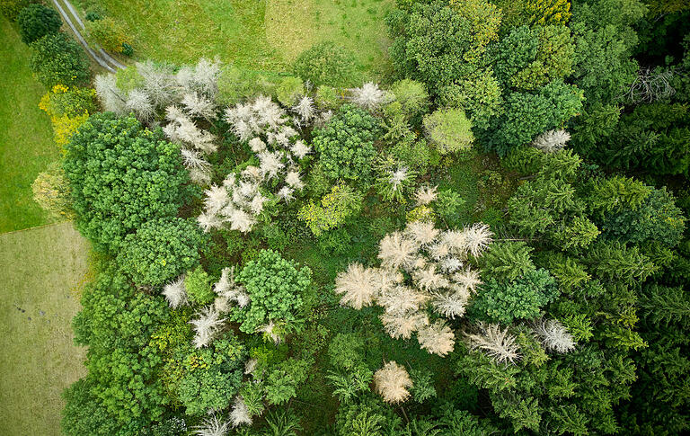 Lärchen mit Dürreschäden: Ein Zeichen des Klimawandels, dem Forstleute laut Umfrage der Uni Bayreuth kritischer entgegen sehen als Landwirtschaftende.