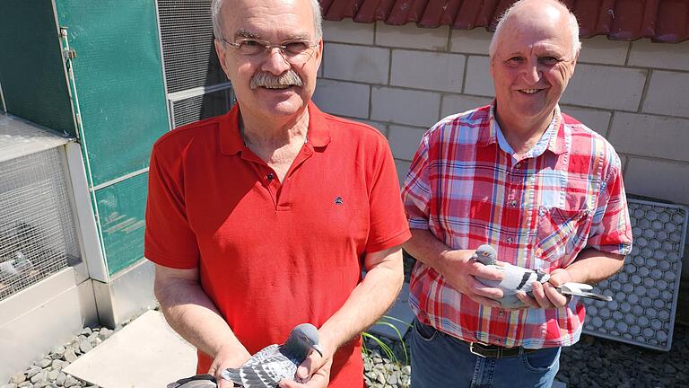 Norbert Helfrich (links mit dem Gewinnerweibchen) und Heinz Schuhmann mit dem siegreichen Männchen auf dem Dach des Taubenschlags in Schondra. - Norbert Helfrich (links mit dem siegreichen Männchen) und Heinz Schuhmann mit dem Gewinnerweibchen auf dem Dach des Taubenschlags in Schondra. Norbert Helfrich (links mit dem Gewinnerweibchen) und Heinz Schuhmann mit dem siegreichen Männchen auf dem Dach des Taubenschlags in Schondra. - Norbert Helfrich (links mit dem siegreichen Männchen) und Heinz Schuhmann mit dem Gewinnerweibchen auf dem Dach des Taubenschlags in Schondra.
