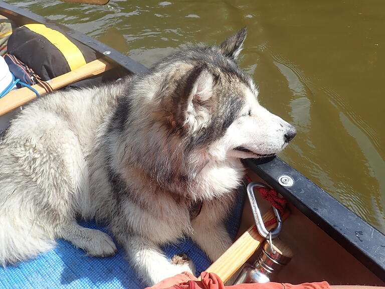 Mara, der Alaskan Malamute eines Ehepaars aus Österreich, wurde bei Knetzgau von einem Jäger erschossen. Mara, der Alaskan Malamute eines Ehepaars aus Österreich, wurde bei Knetzgau von einem Jäger erschossen.