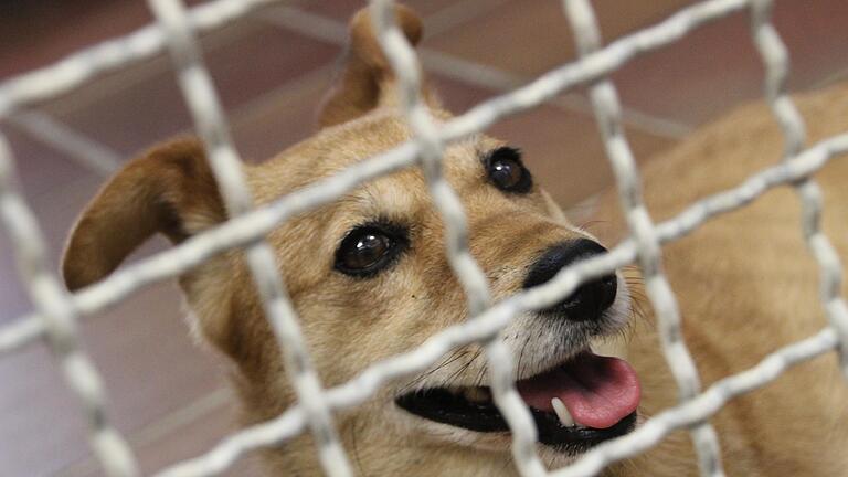 Der geplante Bau eines neuen Tierheims soll nach Ansicht der Tierschutzverein Kitzingen in der Kreisstadt entstehen. Dies entschieden die Mitglieder während einer außerordentlichen Versammlung. Der Verein übernimmt stellvertretend für die zuständigen Kommunen im Landkreis die Betreuung von Fundtieren. Das Symbolbild aus dem Jahr 2018 zeigt einen Hund im Tierheim Kitzingen. Der geplante Bau eines neuen Tierheims soll nach Ansicht der Tierschutzverein Kitzingen in der Kreisstadt entstehen. Dies entschieden die Mitglieder während einer außerordentlichen Versammlung. Der Verein übernimmt stellvertretend für die zuständigen Kommunen im Landkreis die Betreuung von Fundtieren. Das Symbolbild aus dem Jahr 2018 zeigt einen Hund im Tierheim Kitzingen.