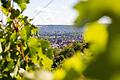 Von den Weinbergen aus können Wanderer einen schönen Blick auf Erlabrunn werfen.
