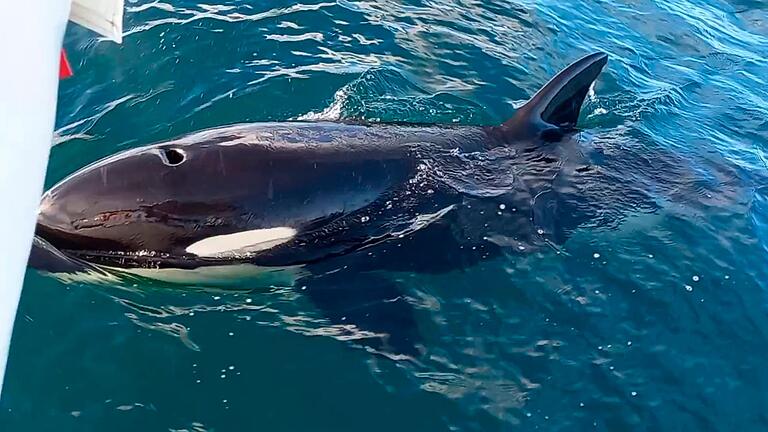 Rätselhafte Orca-Attacken vor den Küsten Südwesteuropas       -  Wollen die riesigen Orcas sich mit den Attacken nur die Zeit vertreiben?