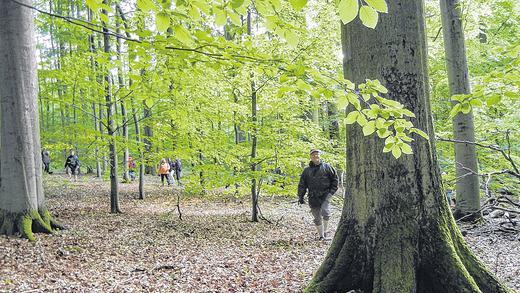 Attraktion im Steigerwald: Die alten Riesenbuchen im Naturwaldreservat Kleinengelein in der Nähe des Michelauer Ortsteils Neuhausen, können sich durchaus mit den Buchen in den Karpaten messen.