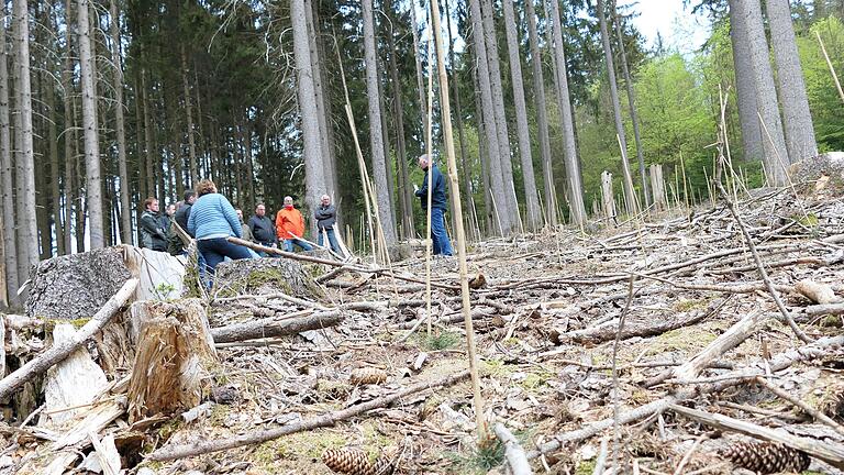 12.000 von diesen kleinen zarten Pflänzchen wurden im Bereich „Vorderer Horst“ zur Wiederaufforstung gepflanzt. Förster Markus Söder informierte über die Maßnahme.       -  12.000 von diesen kleinen zarten Pflänzchen wurden im Bereich „Vorderer Horst“ zur Wiederaufforstung gepflanzt. Förster Markus Söder informierte über die Maßnahme.