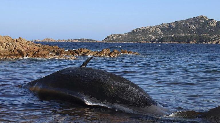 Der tote Pottwal in Porto Cervo vor Sardinien. Foto: SEAME Sardinia Onlus/AP       -  Ein toter Pottwal wurde auf der Kanarischen Insel La Palma angespült.