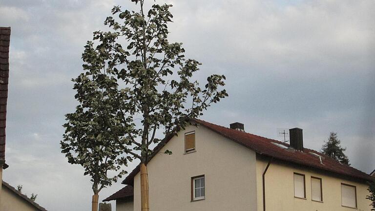 Sieben der im Rahmen der Dorferneuerung gesetzten Bäume rollen ihre Blätter ein.       -  Sieben der im Rahmen der Dorferneuerung gesetzten Bäume rollen ihre Blätter ein.