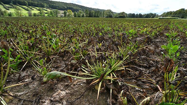 Schon Anfang Oktober boten viele Zuckerrübenfelder, wie hier bei Röttingen, infolge des Cercospora-Befalls ein trostloses Bild. Die Rüben hatten zu dem Zeitpunkt aber bereits eine stattliche Größe erreicht. Schon Anfang Oktober boten viele Zuckerrübenfelder, wie hier bei Röttingen, infolge des Cercospora-Befalls ein trostloses Bild. Die Rüben hatten zu dem Zeitpunkt aber bereits eine stattliche Größe erreicht.