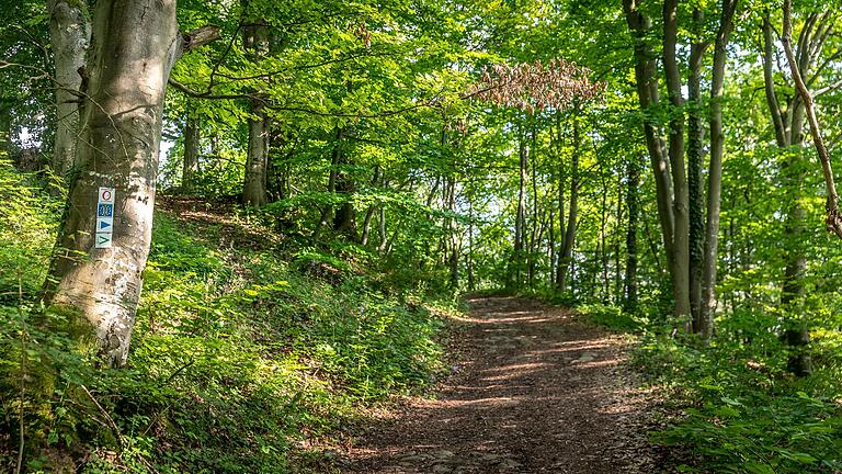 Der letzte Aufstieg kurz vor dem Höhepunkt der Wanderung, der Ruine Lichtenburg, führt durch ein Waldstück. Der letzte Aufstieg kurz vor dem Höhepunkt der Wanderung, der Ruine Lichtenburg, führt durch ein Waldstück.