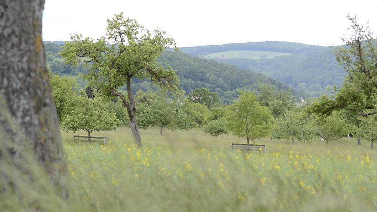 Blick aus Adelsberg auf die Lichtung oberhalb von Harrbach, auf der ein Solarpark entstehen könnte. Blick aus Adelsberg auf die Lichtung oberhalb von Harrbach, auf der ein Solarpark entstehen könnte.